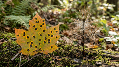 Autumn maple leaf with black spots beside pine twig with spider webs on mossy ground